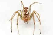 herfsthangmatspin (linyphia triangularis) 9-2012 9948